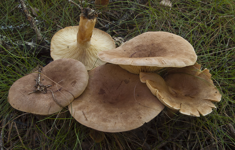 Lactarius helvus